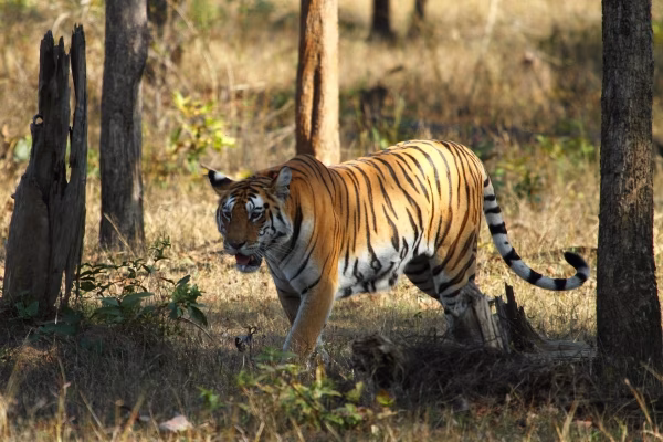 The serene Pench river landscape